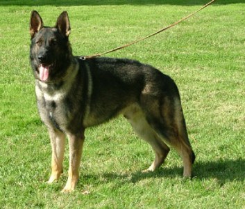 Sacramento Dog Training & German Shepherd Puppies
