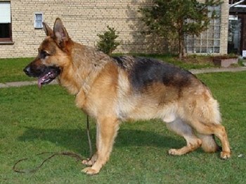 02-2013-male2years-schh1