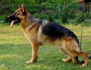 Male German Shepherd Adult for Sale