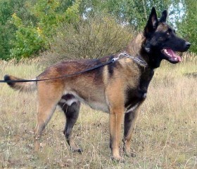 Dutsch Shepherd Police dog