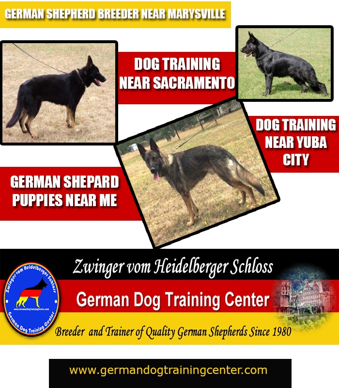 German Shepherd Training School Near Me