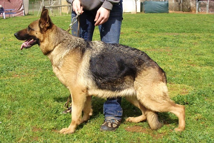 Schutzhund Club Near Me Sacramento Dog Training
