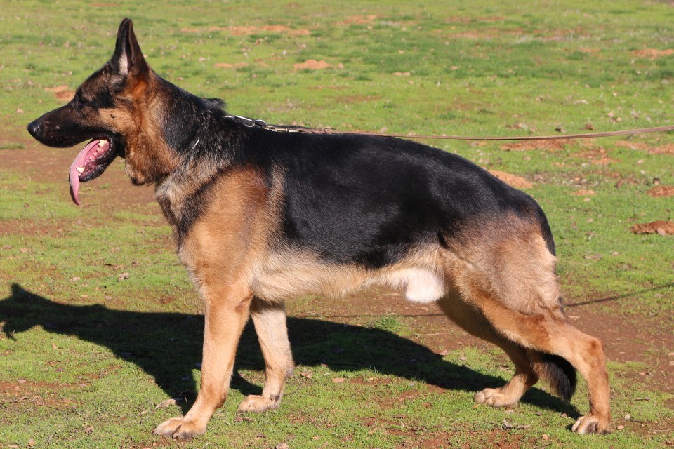 77+ German Shepherd Dog Commands