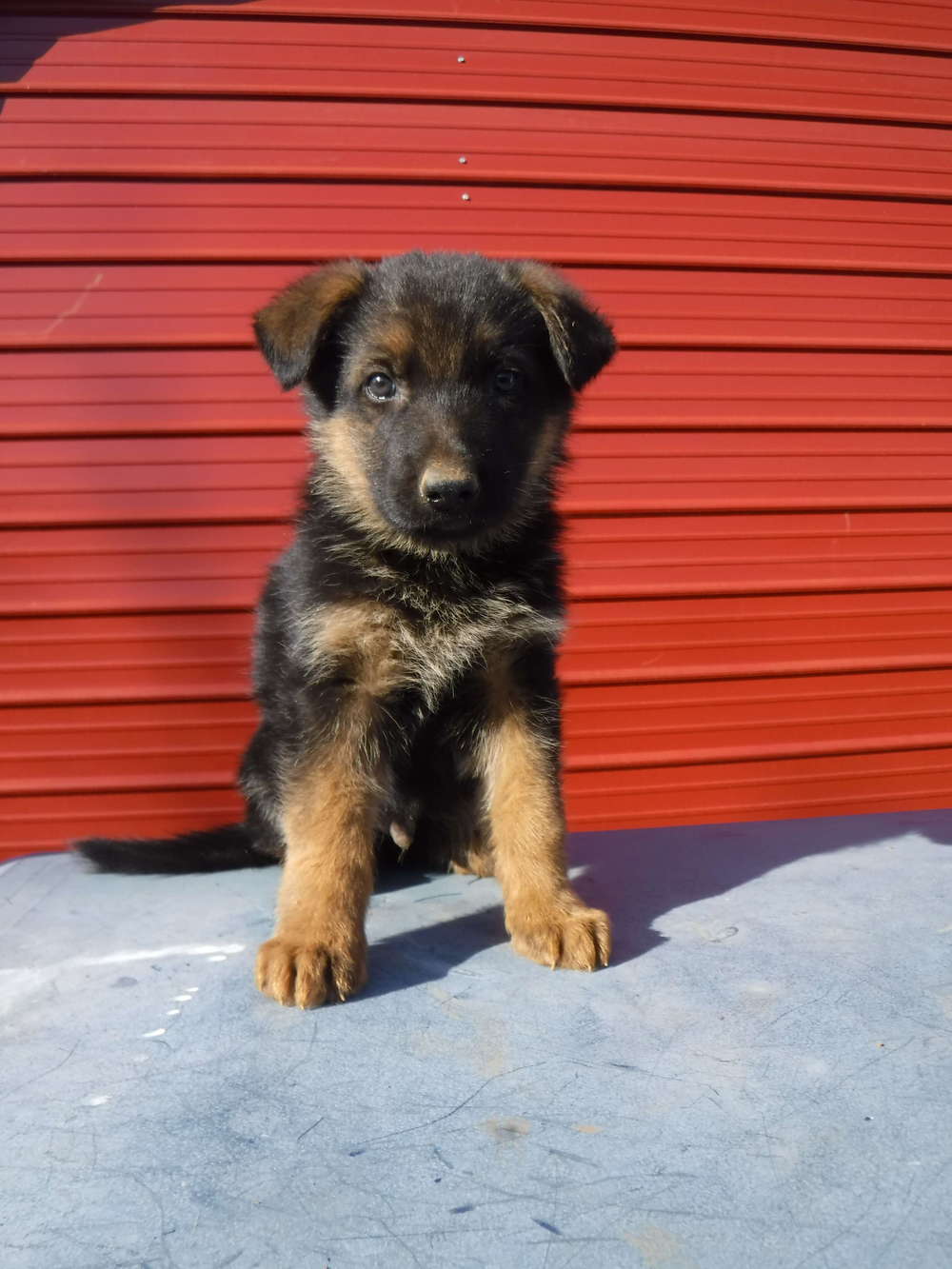 Red German Shepherd Puppies For Sale In California : Www ...