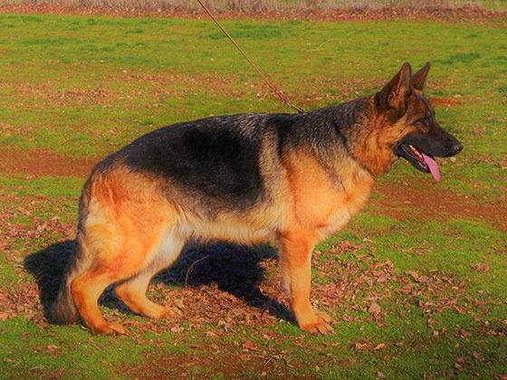 German shepherd dog for sale