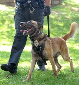 Service Dog Training Sacramento CA