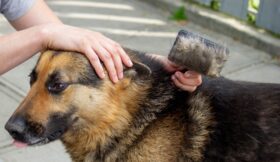 man brushing German Shepherd dog for seasonal care