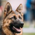 german shepherd's body language on display with perked ears
