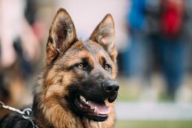 german shepherd's body language on display with perked ears