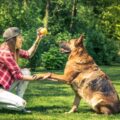 image of trainer showing how to build a strong bond with your German Shepherd