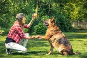 image of trainer showing how to build a strong bond with your German Shepherd