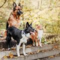 image of german shepherd among a multi-pet household
