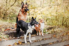 image of german shepherd among a multi-pet household