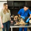 image of german shepherd health issues being examined by vet