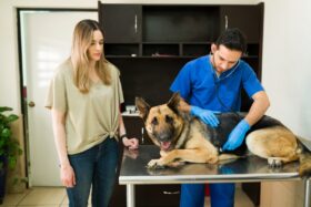 image of german shepherd health issues being examined by vet