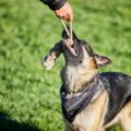 image of owner and dog using enrichment ideas for German Shepherds