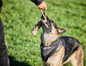 image of owner and dog using enrichment ideas for German Shepherds