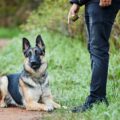 image of person showing how to train a German Shepherd for protection
