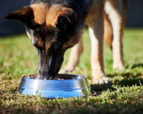 image of eating German Shepherd nutrition from dog bowl